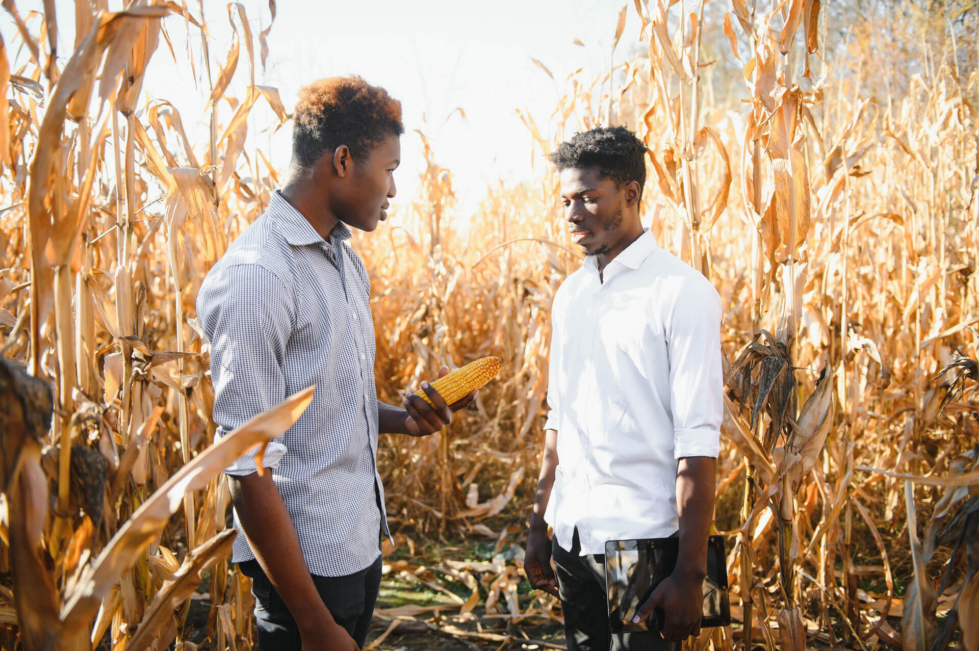 Two men standing in a maize field, discussing agribusiness strategies