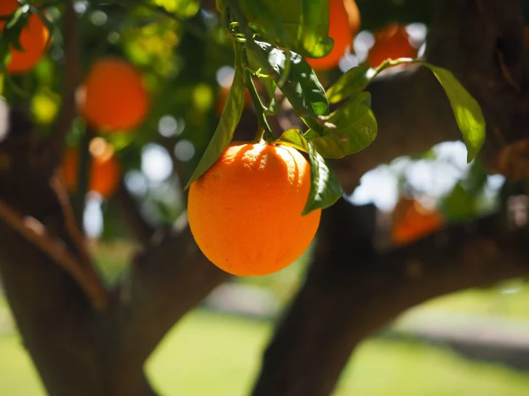 Close-up of a fresh orange fruit