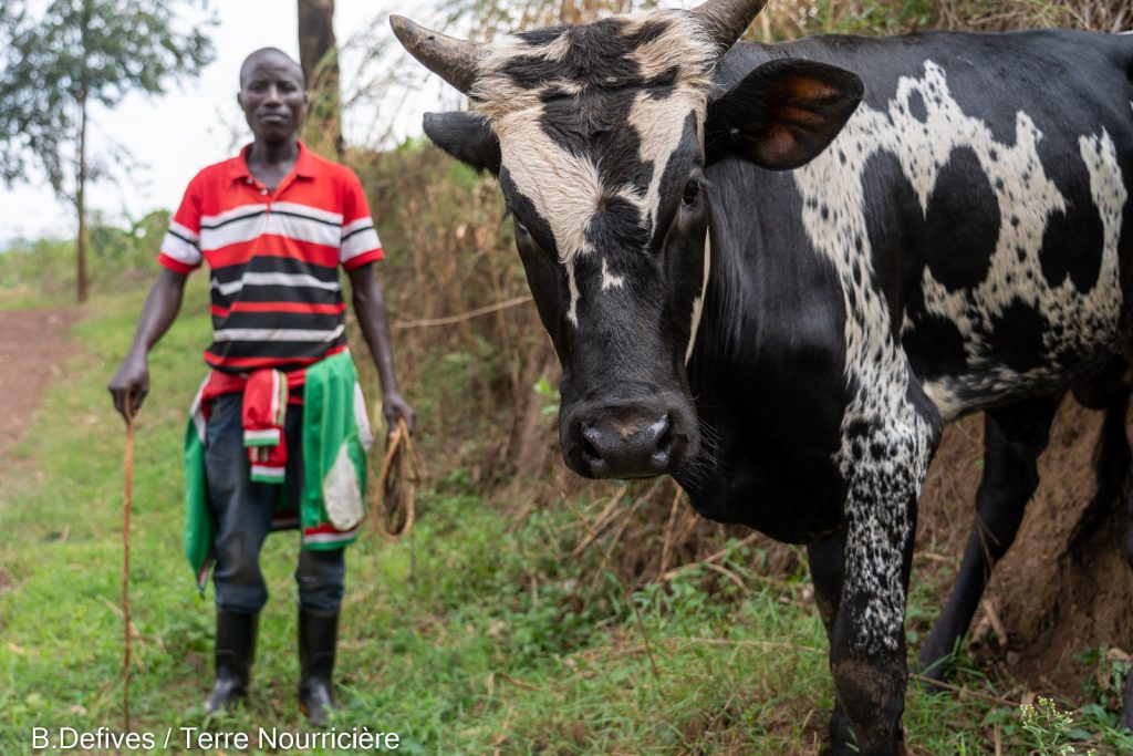 A man walking his cow (cattle roaming has been banned for a few weeks now, so you have to collect fodder for them).