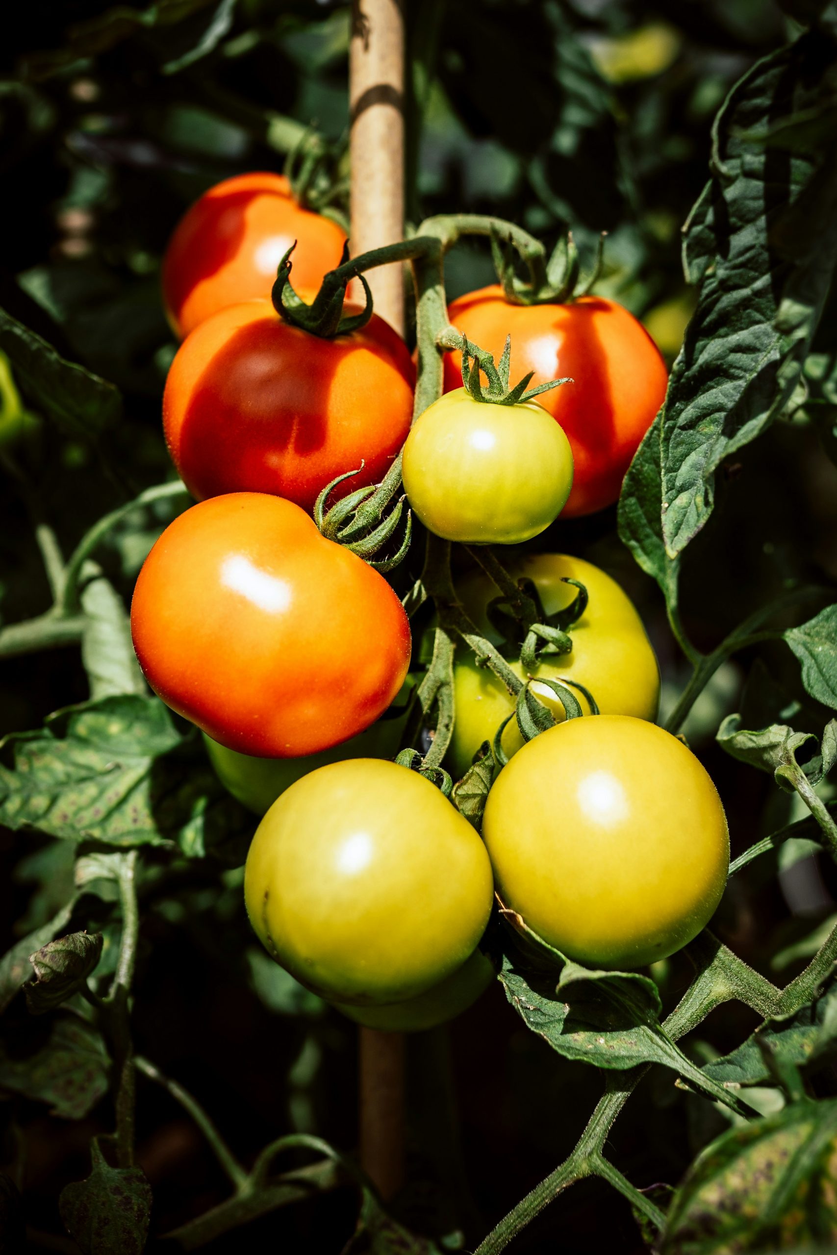 Tomatoes on plant