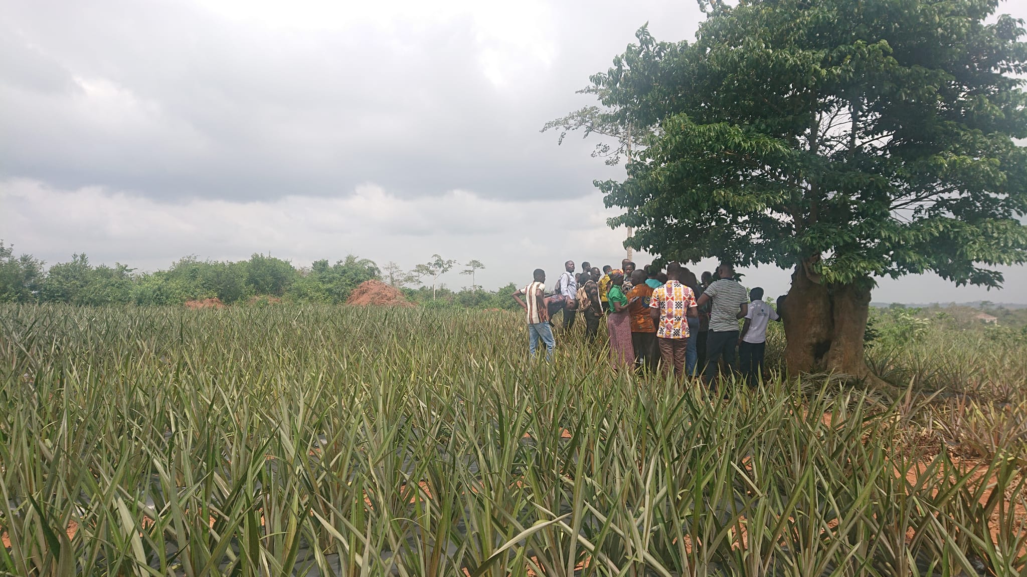 Cluster Training & Coaching - Making Agribusiness Work Ghana